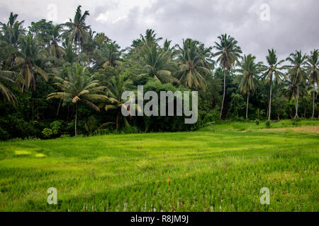 Palmen in erstaunliche Tegalalang Reis Terrasse Felder, Ubud, Bali, Indonesien Stockfoto