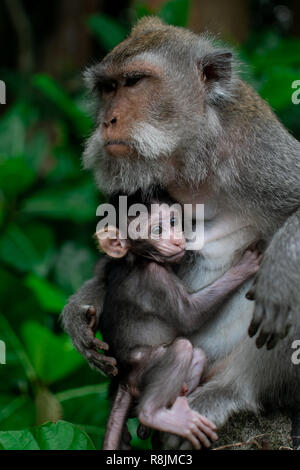 Geschlossen bis Mama Umarmung mit Baby monkey, Thailand, Familie hat ein Affe Mutter und eine niedliche Äffchen Baby. Affe spielt und starrte. Stockfoto