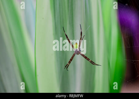 Nahaufnahme, Makroaufnahme eines gekrönt Orb Weaver (aka Cross Spider) sitzt auf seiner Website und warten auf Beute zu essen. Stockfoto