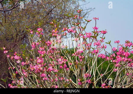 Nerium Blumen und Pflanzen, Hintergrundbild Stockfoto