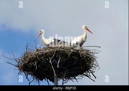 Polen, Westpommern, Tanowo, zwei weiße Störche oder Ciconia ciconia in ihrem Nest Stockfoto