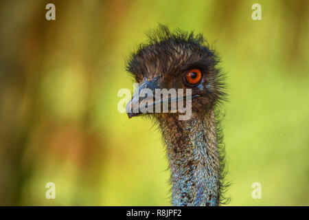 Emu nach oben Schuss in der Nähe Stockfoto