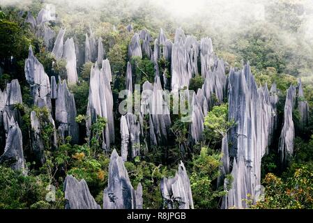 Malaysia, Borneo, Sarawak, Gunung Mulu National Park, ein UNESCO Weltkulturerbe, die Pinnacles, eine Serie von 45 Meter hohen gestochen scharfe Kalkstein Spitzen, Turm über die umgebende Vegetation, aus der Sicht während der berühmten pinnacles Trek gesehen Stockfoto