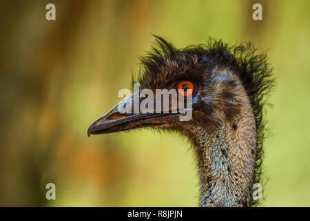 Emu nach oben Schuss in der Nähe Stockfoto