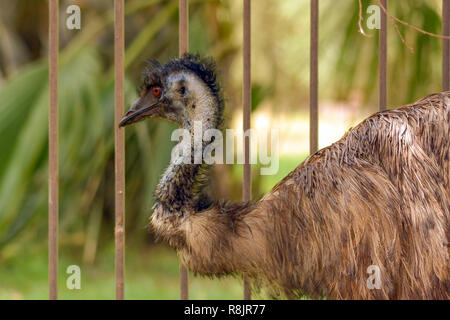 Emu nach oben Schuss in der Nähe Stockfoto