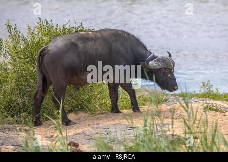 Afrikanische Büffel (Cyncerus Caffer) Ochsen Männliche Stier am Ufer im Krüger Nationalpark, Südafrika Stockfoto