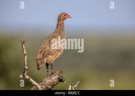 Swainson's Spurfowl (Pternistis swainsonii) Vogelarten auf Ausblick und Anzeigen der Niederlassung in Krüger Nationalpark Südafrika Stockfoto