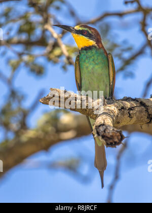 Europäische Bienenfresser (Merops apiaster) Vogel auf Zweig im Baum im Krüger Nationalpark, Südafrika Stockfoto