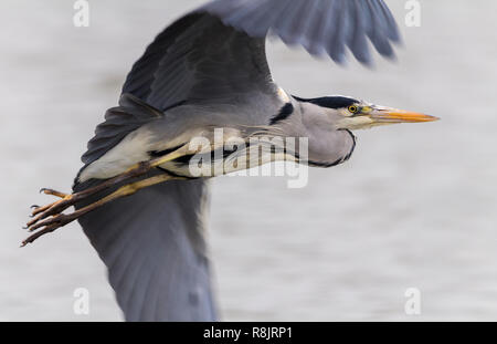 Reiher grau (Ardea cineria) im Flug bei Warnham Wildlife Reserve de erfasst. Grau mit schwarzen und weißen Gefieder scharfen Dolch wie Bill und eingezogenem Hals. Stockfoto