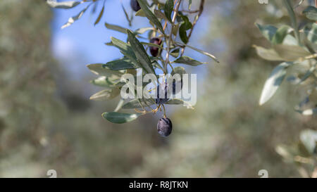 Sprig der Ölbaum mit Früchten auf unscharfen Hintergrund schliessen. Israel Stockfoto