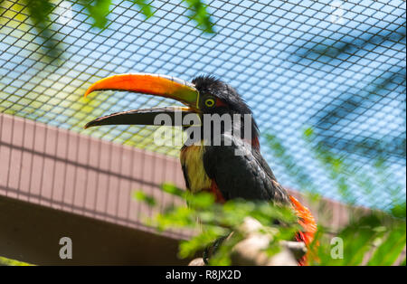 Glücklich und fröhlich Collared aracari (Pteroglossus torquatus) Toucan ist ein kleiner Mitglied der toucan Familie. Stockfoto