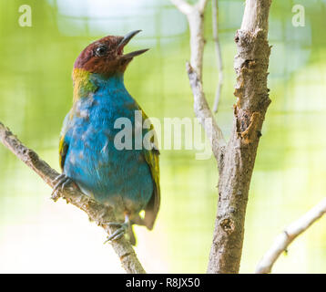 Bucht tanager (Tangara gyrola) ist eine mittelgroße säugetierart und ein Bewohner Züchter in Costa Rica. Stockfoto