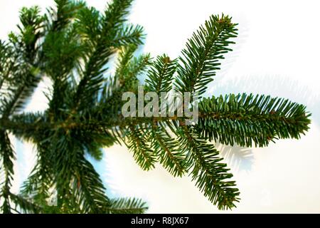 Nadelholz Zweig für Weihnachten, Weihnachtsbaum Stockfoto