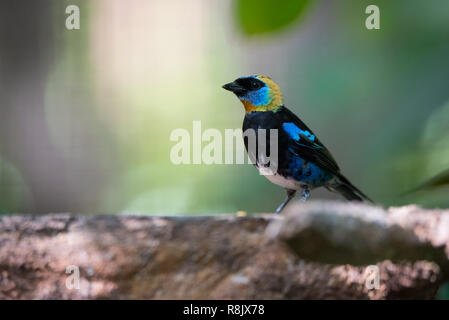 Golden hooded Tanager (Tangara Larvata) ist eine mittelgroße Säugetierart. Erwachsene Männchen hat einen goldenen Kopf mit schwarzen Augenmaske mit Violett Blau abov Stockfoto