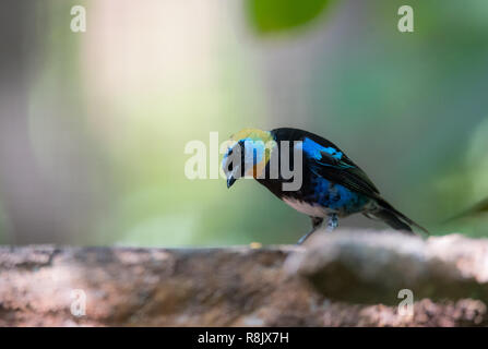 Golden hooded Tanager (Tangara Larvata) ist eine mittelgroße Säugetierart. Erwachsene Männchen hat einen goldenen Kopf mit schwarzen Augenmaske mit Violett Blau abov Stockfoto