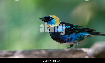 Golden hooded Tanager (Tangara Larvata) ist eine mittelgroße Säugetierart. Erwachsene Männchen hat einen goldenen Kopf mit schwarzen Augenmaske mit Violett Blau abov Stockfoto