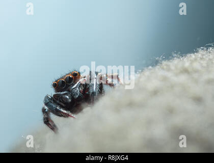 Haus jumping Spider auf einen Stoff makro Schuss. Stockfoto