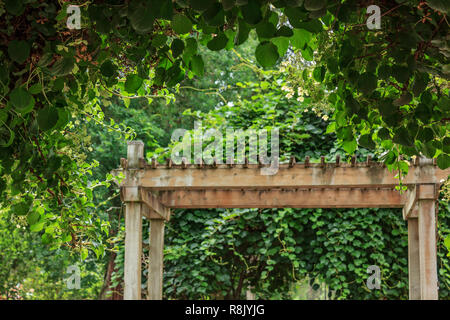 Hängen Reben wachsen auf Holz Garten frame Stockfoto