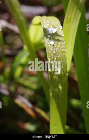 Großes, hintergrundbeleuchtetes Grashalm abgedeckt im glitzernden Morgentau. Makro. Cruickshank Botanic Garden, Aberdeen, Schottland, UK. Stockfoto