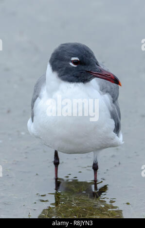 Lachmöwe (Chroicocephalus ridibundus) in küstennahen Gewässern Florida Stockfoto