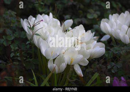 Weißer Herbstkrokus in voller Blüte. Cruickshank Botanic Garden, Aberdeen, Schottland, Großbritannien. Stockfoto