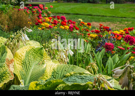 Hosta und Elephant ears in bunten Garten von zinnien Stockfoto