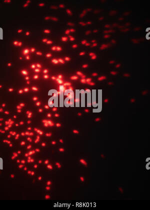 Abstract lens flare auf Hintergrund. Defokussierten rot Bokeh leuchtet. blur Weihnachten wallpaper Dekor. festliche leuchtende Kreise Design. Stockfoto