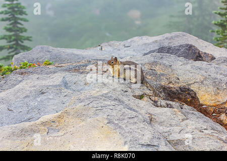 Fat wenig chipmunk sitzt im Nebel entlang der Kanten der Alm Stockfoto