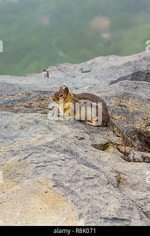 Vertikale Fett wenig chipmunk sitzt im Nebel entlang der Kanten der Alm Stockfoto