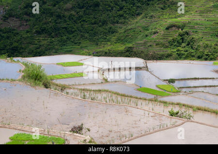 Landwirt in Felder bei Maligcong Reisterrassen, Bontoc, Mountain Province, Philippinen, Asien Stockfoto