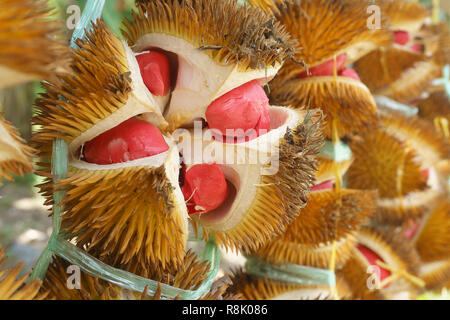 Exotische rot gefärbten Durian native auf den Dschungel von Sabah Malaysia Borneo. Stockfoto