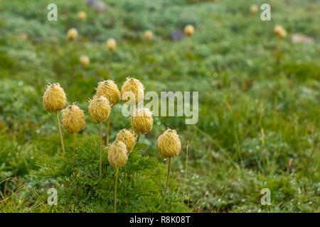 Gruppierung von Pasque flower seeheads in der Wiese mit Nebel Stockfoto