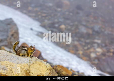 Kleine chipmunk auf Felsen in der Nähe von Alpine Snow Felder in grosser Höhe Sommer Stockfoto