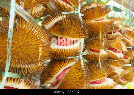 Exotische rot gefärbten Durian native auf den Dschungel von Sabah Malaysia Borneo. Stockfoto