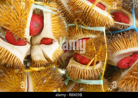 Exotische rot gefärbten Durian native auf den Dschungel von Sabah Malaysia Borneo. Stockfoto