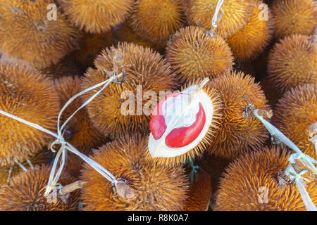 Exotische rot gefärbten Durian native auf den Dschungel von Sabah Malaysia Borneo. Stockfoto