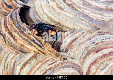 Wasp Nest mit Wespen darauf sitzt. Wespen polist. Das Nest einer Familie von Wespen, die ein Close-up genommen wird Stockfoto