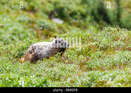 Marmot in der Nähe von Mount Rainier Spaziergänge durch Tau Wiese Stockfoto