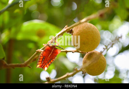 Longan Früchte am Baum selektiven Fokus/und roten stinken Bugs - Tessaratoma Homoeocerus papillosa sp Hemiptera Stockfoto