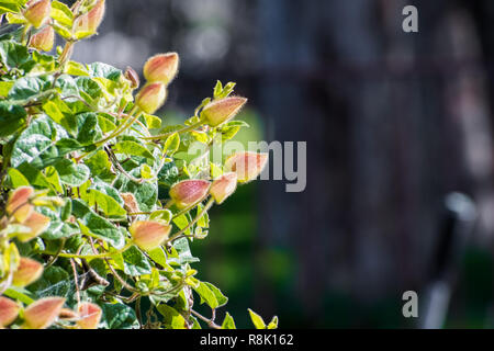 Orange Uhr Weinstock (Thunbergia gregorii) blühen in der Bucht von San Francisco, Kalifornien; diese Pflanze kommt nach Ostafrika Stockfoto