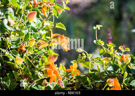 Orange Uhr Weinstock (Thunbergia gregorii) blühen in der Bucht von San Francisco, Kalifornien; diese Pflanze kommt nach Ostafrika Stockfoto