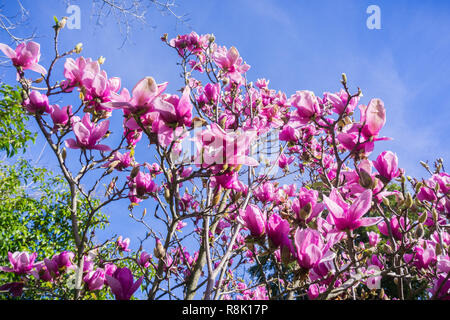 Weiß und Rosa Magnolia Zweige voller Blüten; blauer Himmel Stockfoto