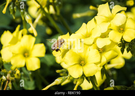 Honigbiene bestäubt Bermuda buttercup Blumen, San Francisco Bay, Kalifornien Stockfoto