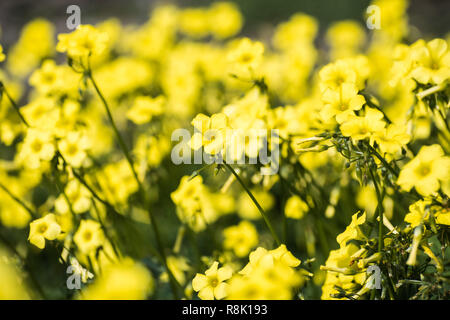 Felder von Bermuda buttercup Blumen rund um die Bucht von San Francisco, Kalifornien Stockfoto