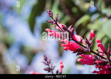 Hummingbird Salbei (Salvia spathacea) Blumen, Kalifornien Stockfoto