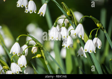 Sommer Schneeflocke Blumen (Leucojum aestivum) blühen auf einer Wiese in Kalifornien; sie ist heimisch in Europa und in den Vereinigten Staaten eingeführt Stockfoto