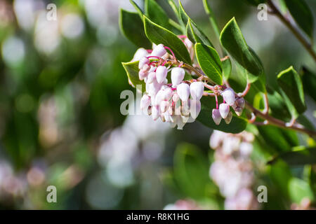 Manzanita Baum rosa Blüten, Kalifornien Stockfoto