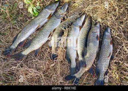 Hecht auf das trockene Gras. Esox lucius Stockfoto