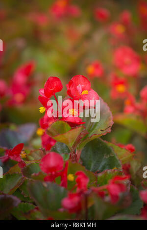 Rote Blumen Hintergrund mit rot schimmernder Wachs Begonia Stockfoto