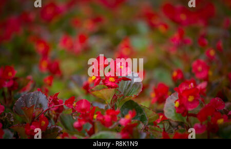 Rote Blumen Hintergrund mit rot schimmernder Wachs Begonia Stockfoto